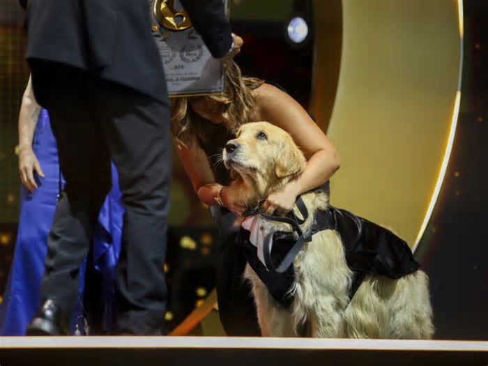 Cão de Dourados é eleito Pet do Ano no prêmio iBest