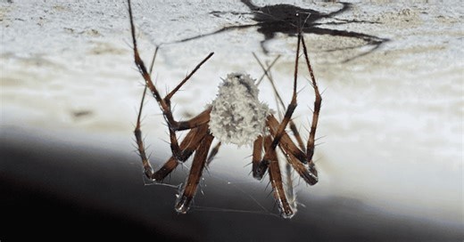 Fungo recém-descoberto transforma aranhas em ‘zumbis’