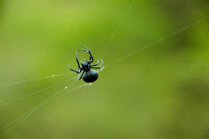 Chuva de aranhas? Fenômeno visto em Minas já aconteceu antes