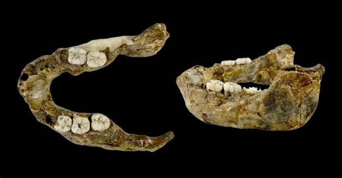 Mandíbula de 1,4 milhão de anos pertence a espécie inédita de hominídeo