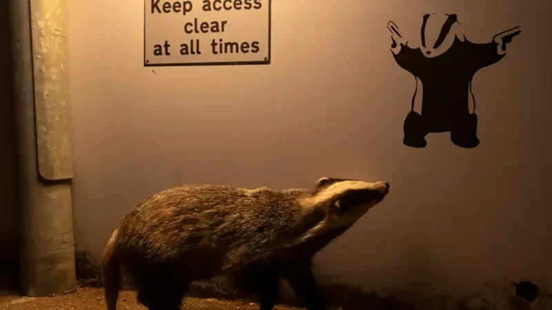 Texugo admirando arte de Banksy e outras imagens vencedoras de prêmio internacional