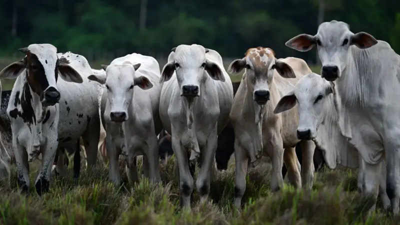 O que é o 'RG do boi' e por que ele é importante para a Amazônia e o seu bife
