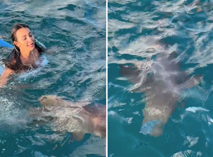 Turista é surpreendida por tubarão em Fernando de Noronha: 'Chutei o coitado'; veja o vídeo