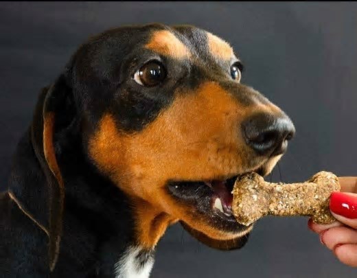 Pet chefs: conheça os confeiteiros que fazem doces para cães e gatos