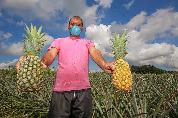 Terras das frutas: conheça municípios que são famosos pela produção no Amazonas