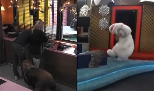 De coelho caindo a cachorro na casa, 'congelamento' já fez sucesso em 'Big Brothers' pelo mundo