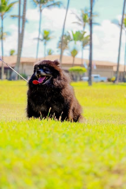Hotéis do Grupo GPS aderem à tendência do turismo Pet Friendly