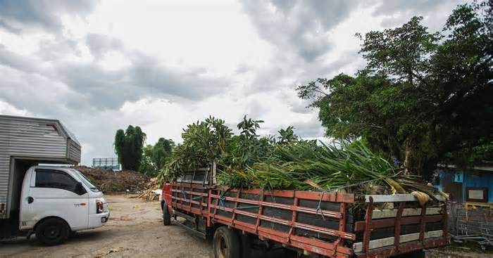Coleta de resíduos verdes é ampliada em Florianópolis: confira como e quando descartar
