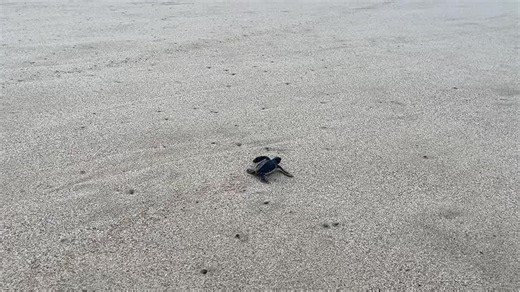 Tamar faz primeira abertura pública de ninho de tartaruga da temporada em Fernando de Noronha; VÍDEO