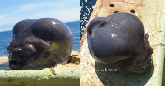 Pescador russo captura peixe de águas profundas que parece uma cabeça de alienígena; veja vídeo