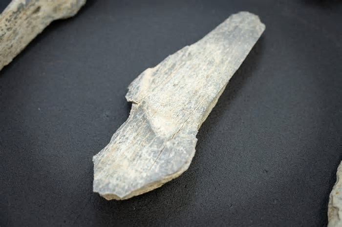 Ancestrais humanos faziam ferramentas com ossos muito antes do que se pensava
