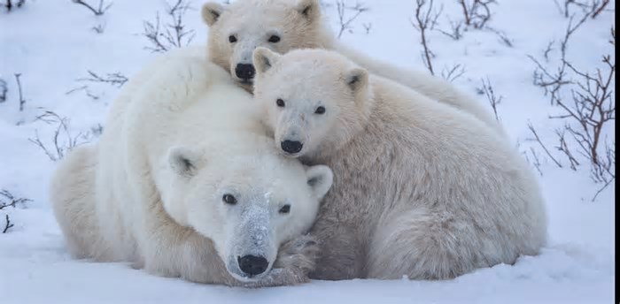 Ciência animal: A vida secreta das famílias de ursos polares