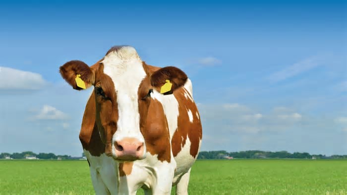 Inteligência Artificial pode traduzir as emoções dos animais, segundo estudo; entenda