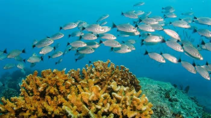 Pesquisadores combinaram monitoramento acústico com rede neural para identificar sons de peixes