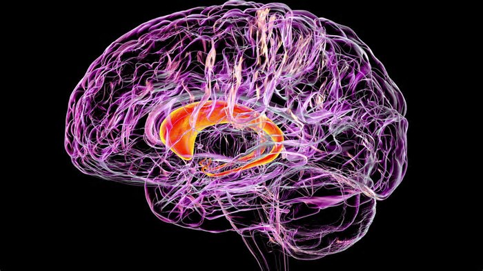 Plantas têm inteligência? O que a ciência diz sobre neurobotânica