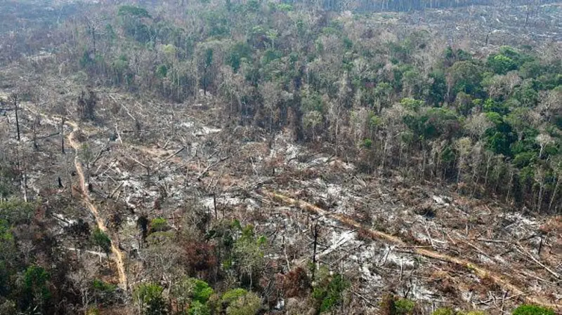 COP 30: as duras críticas às políticas ambientais do Brasil publicadas em importante jornal científico