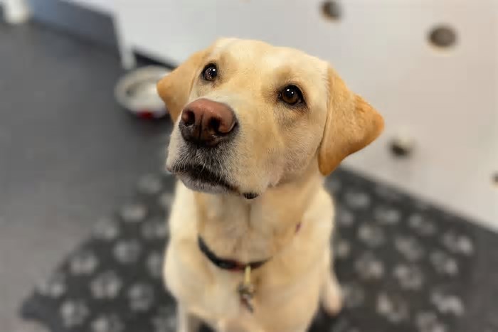 Cães são treinados para farejar bactérias em pacientes que sofrem de fibrose cística