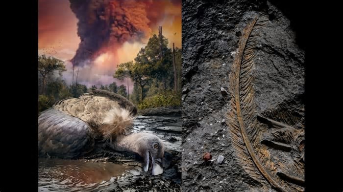 Raras penas fossilizadas de abutre de 30.000 anos são encontradas na Itália