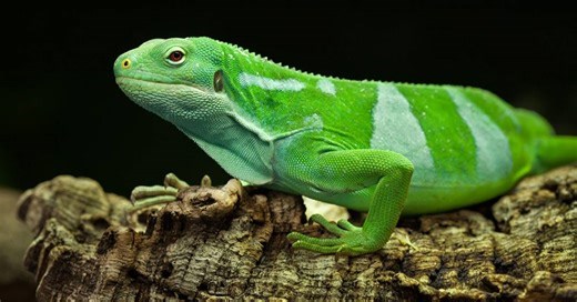 Há 34 milhões de anos, iguanas navegaram da América do Norte até Fiji, na Oceania