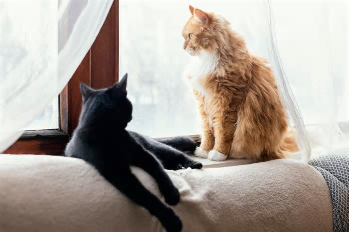 Quer adotar um novo gato? Especialistas explicam se felinos têm amigos ou sempre competem por território