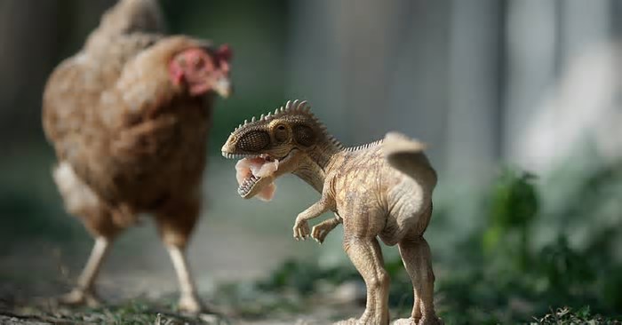 Experimento tenta criar galinhas sem penas, com pele escamosa de dinossauro