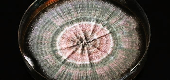 A perigosa conexão entre os microplásticos e as superbactérias