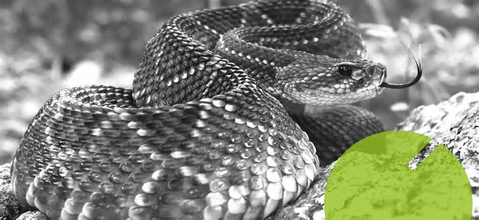 Aumenta o número de cobras venenosas resgatadas em Petrópolis; cinco pessoas foram picadas só este ano