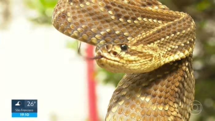 Moradores de Petrópolis se assustam com aumento de acidentes com picadas de cobras; foram quase 800 notificações no RJ em 2024