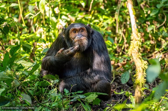 Ingestão de álcool por animais é surpreendentemente generalizada