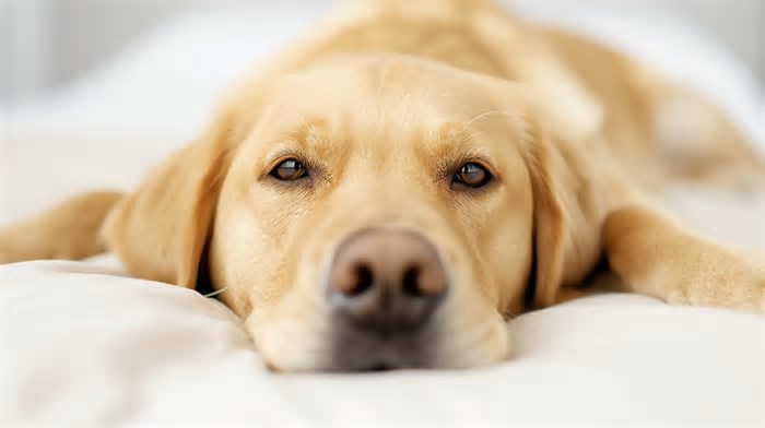 Será que seu cachorro dorme demais? Ciência estuda sono dos cães e descobre nossas influências sobre eles