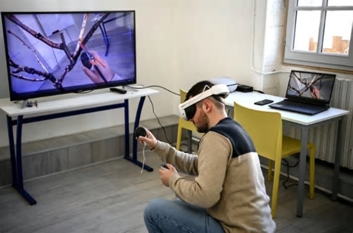 Inteligência artificial chega às videiras da França em busca da poda perfeita