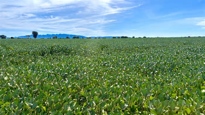 Goiás deve ter recorde no valor bruto da produção agropecuária