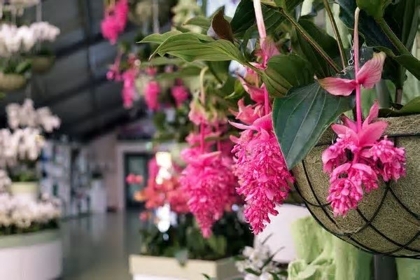 Conheça a Medinilla Magnífica, a flor que parece um cacho de uvas