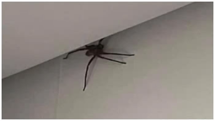 Aranha Gigantesca: O Mistério por Trás das Aranhas de Tamanho Inimaginável