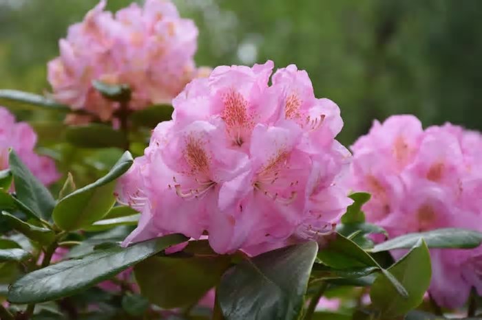 Cultivo de rododendro: 6 cuidados essenciais para um jardim florido