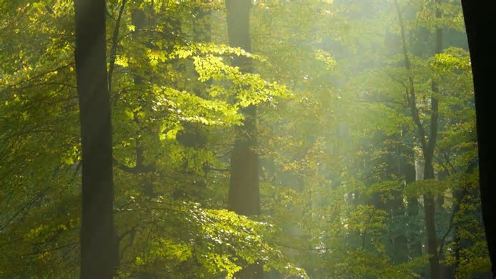O fascinante ecossistema escondido sob a terra que poucos conhecem