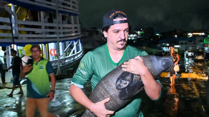 Inpa recebe filhote de peixe-boi resgatado em Nova Olinda do Norte