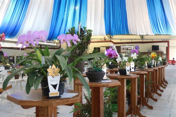 Exposição de Orquídeas supera expectativas