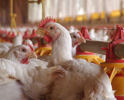 Economia, consumo e exportação. É possível o sistema de produção de proteína animal ter equilíbrio neste processo?