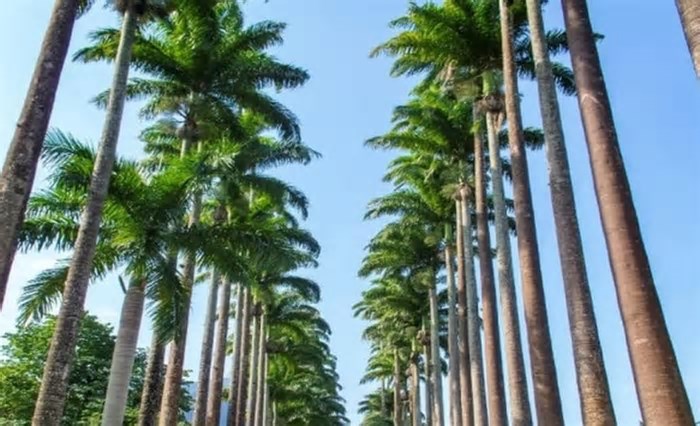 Instituto de Pesquisas Jardim Botânico divulga lista de aprovados em concurso realizado em 2024