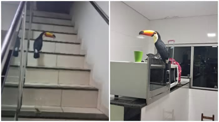 Tucano faz visita em casa de BH após pedido de mãe: ‘poder da palavra’