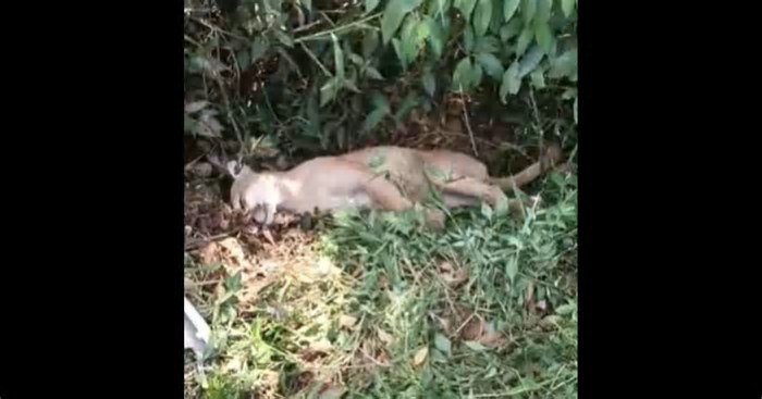 VÍDEO – Leão-baio morre após ser atropelado por carro de funerária de Blumenau