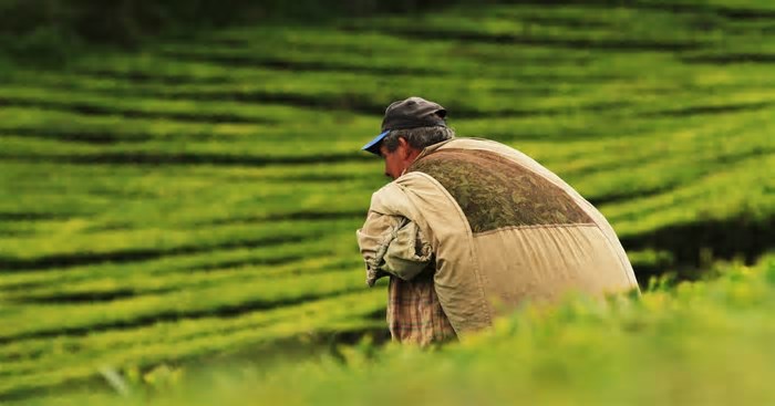 Mapa do agronegócio: SC ganha estudo inédito que revela impactos e oportunidades do setor
