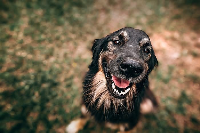 Saiba qual é o cão mais bonito do mundo, segundo a ciência