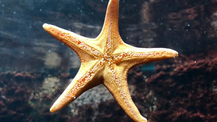 5 curiosidades sobre as estrelas-do-mar, que regeneram seus membros