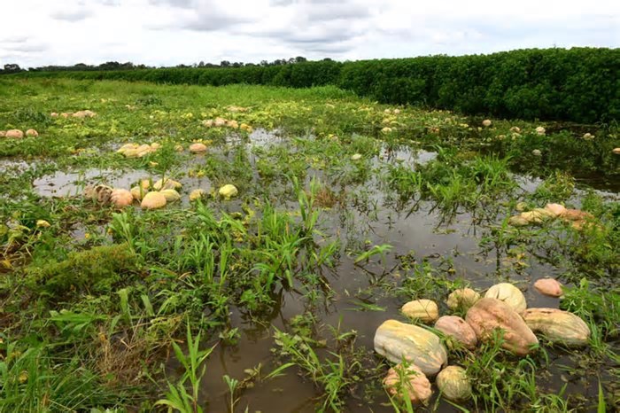 Governo paga R$ 1,2 mil a agricultores do Amazonas que perderam produção