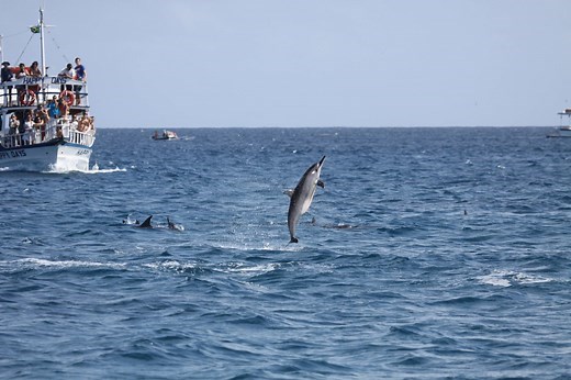Golfinhos de Fernando de Noronha mudam hábitos devido a aumento de barcos e turistas