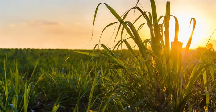 Copervales bate recorde na produção de açúcar na safra 2024/25