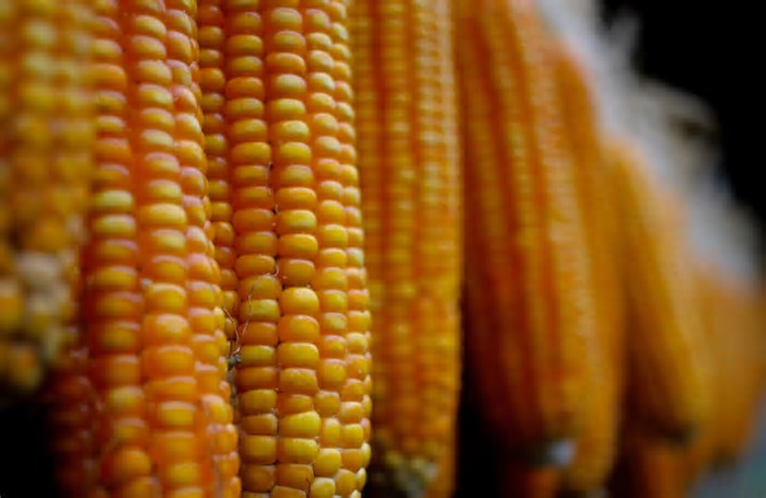 Milho: falta de chuva leva Emater reduzir estimativa de produtividade no RS