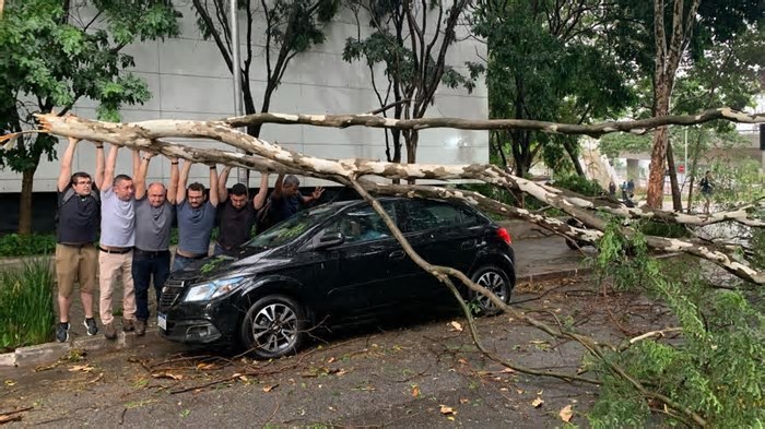 Queda de árvores em SP expõe como cidades estão vulneráveis